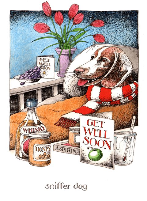 Funny Get Well Soon CardsSimon DrewComedy Card CompanySniffer Dog