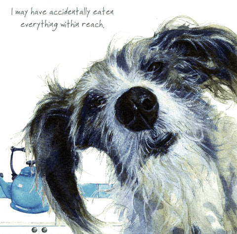humorous greeting cardLittle Dog LaughedComedy Card CompanyEaten everything