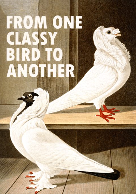 humorous greeting cardEast End PrintsComedy Card CompanyClassy bird