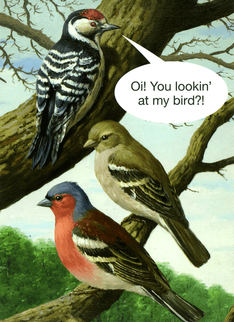 Funny CardsKiss me KwikComedy Card CompanyYou looking at my bird?