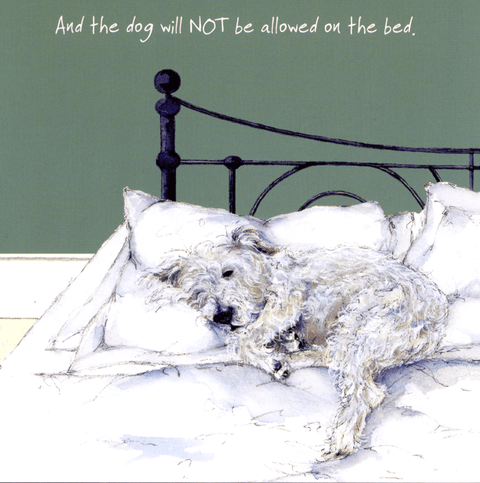 Funny CardsLittle Dog LaughedComedy Card CompanyDog not allowed on bed