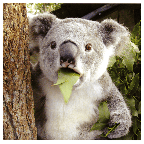 Funny CardsU StudioComedy Card CompanySurprised Koala