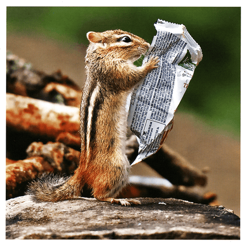Funny CardsUrban GraphicComedy Card CompanySquirrel reading newspaper