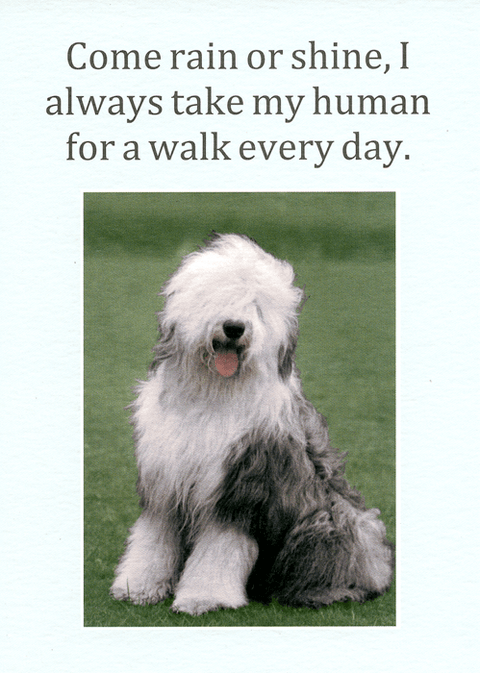 Funny Greeting CardCath TateComedy Card CompanyTake human for a walk