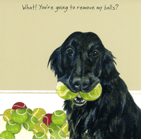 humorous greeting cardLittle Dog LaughedComedy Card CompanyRemove my balls?